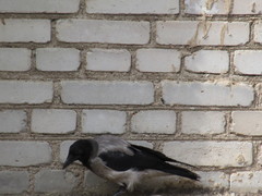Corvus cornix