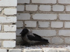 Corvus cornix
