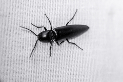 Chalcolepidius apacheanus