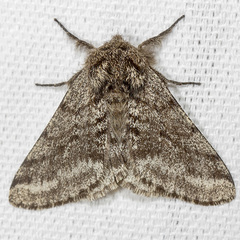 Lycia ursaria