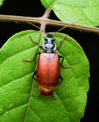 Scalidion