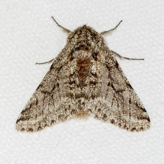 Lycia ursaria