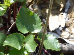 Tauschia arguta