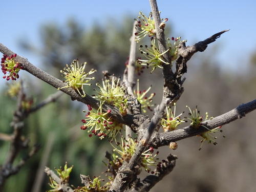 Forestiera phillyreoides (Forestiera phillyreoides)