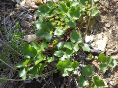Tauschia arguta