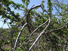 Cissus tiliacea