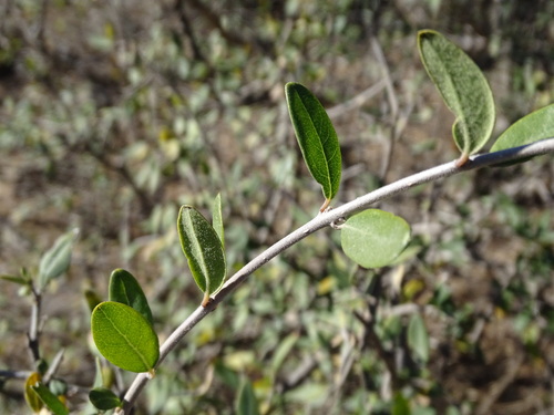 Image of Forestiera Durangensis (Forestiera durangensis) by (c) Alexis López Hernández, some rights reserved (CC BY)