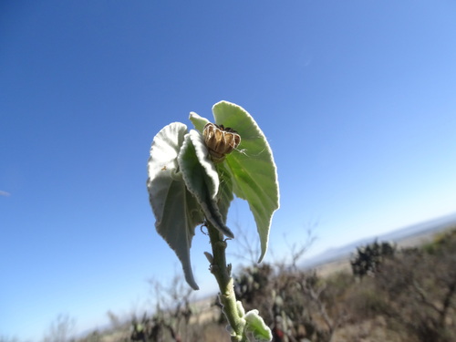 Image of Abutilon reventum by (c) Alexis López Hernández, some rights reserved (CC BY)
