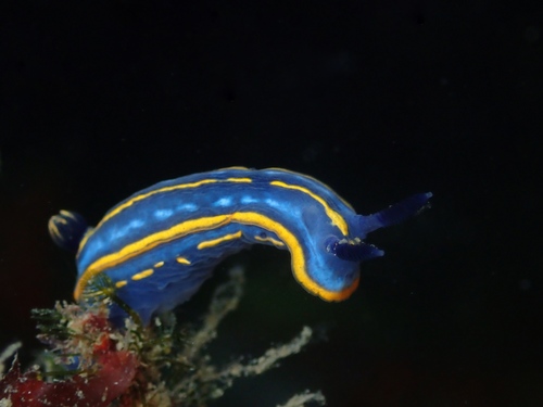 Photo of Tricolor doris (Felimare tricolor)