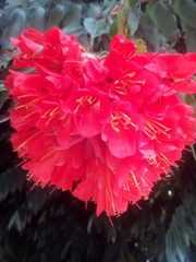 Dombeya wallichii