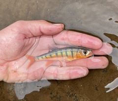 Southern Barred Minnow photo 3