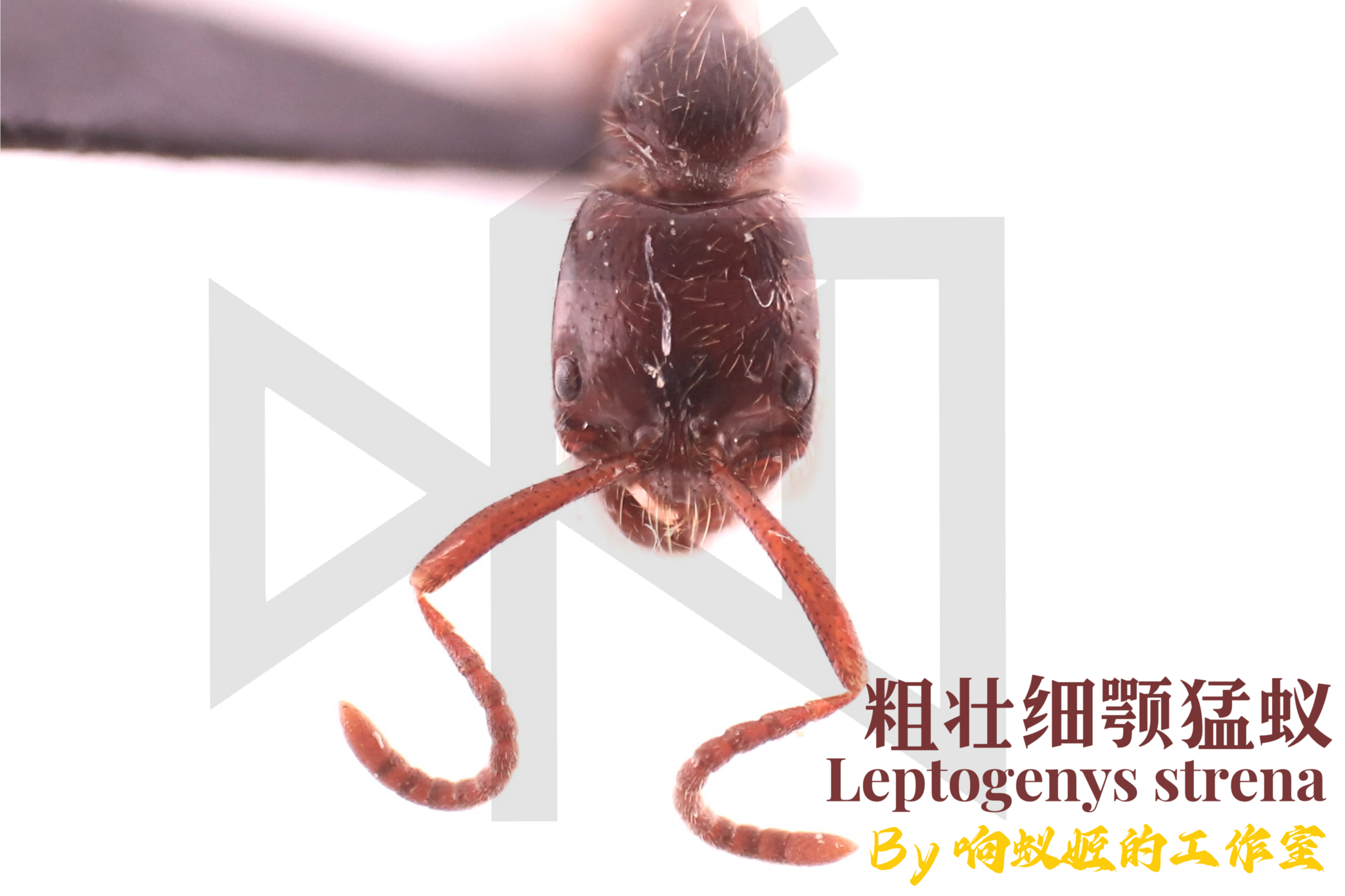 Leptogenys strena