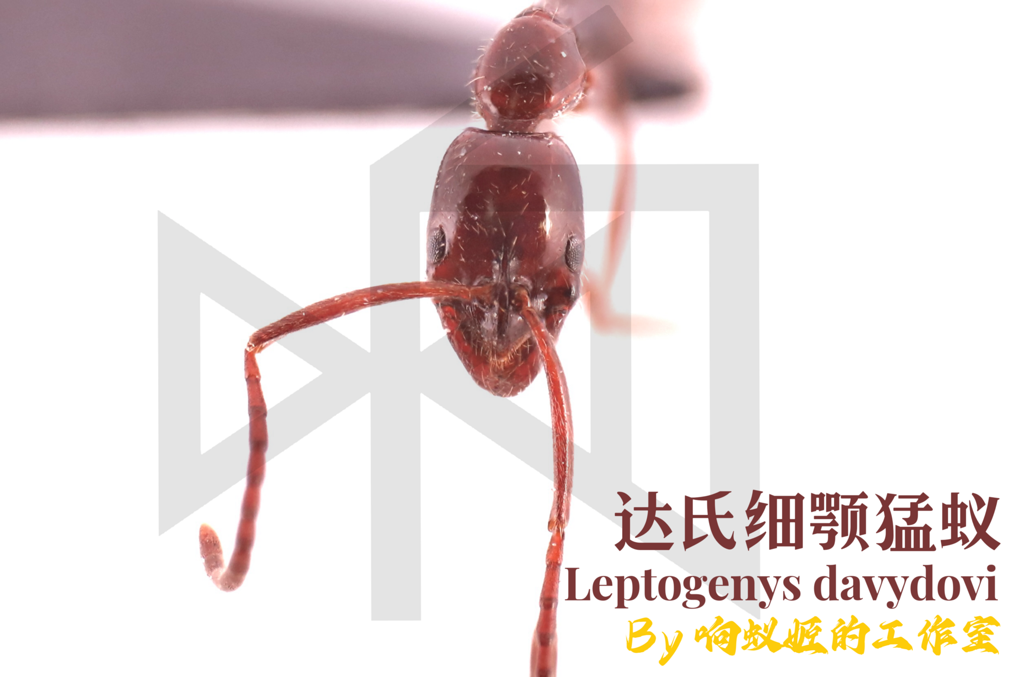 Leptogenys davydovi