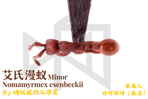 Nomamyrmex esenbeckii