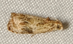Olethreutes furfuranum