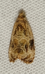 Olethreutes furfuranum