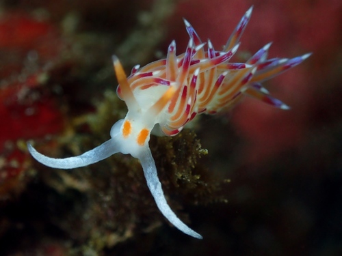 Cratena Slug, photo 2 of 10