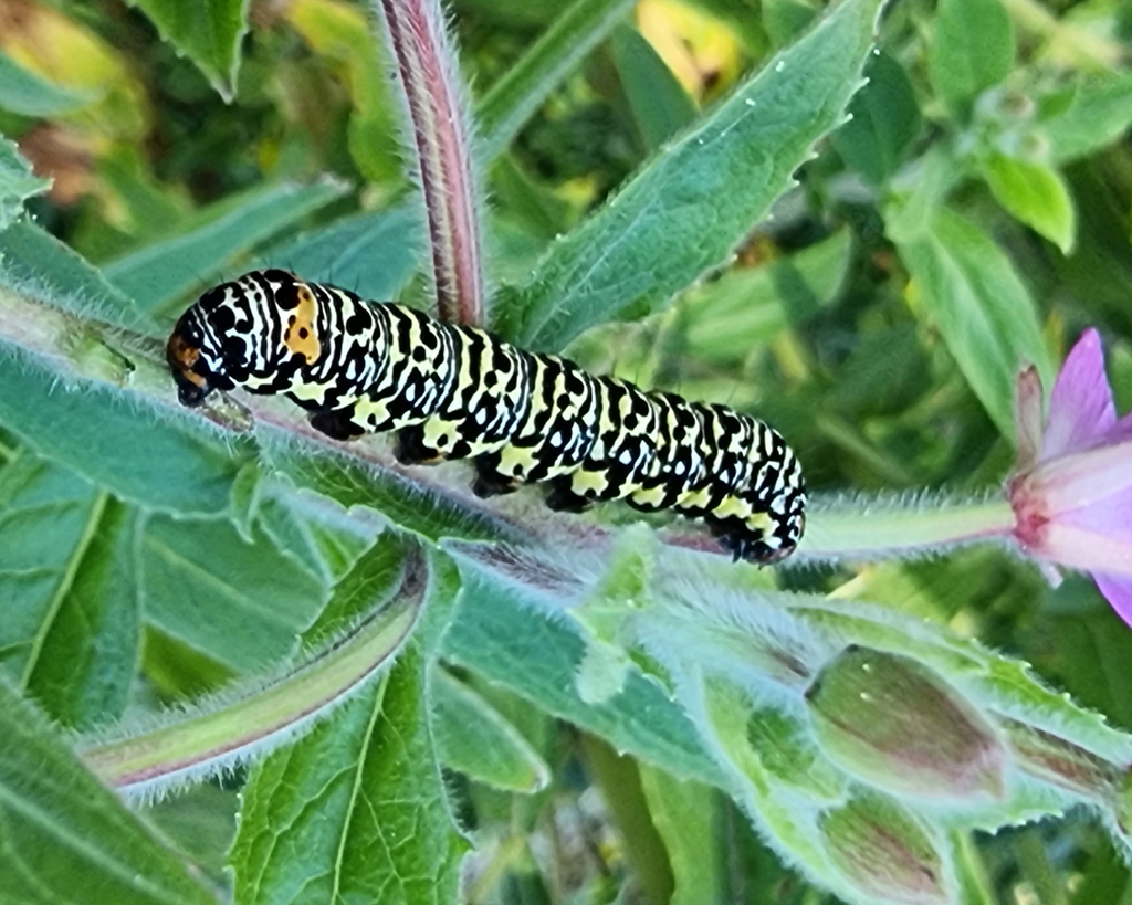 Willowherb Daymoth from Gordon VIC 3345, Australia on January 10
