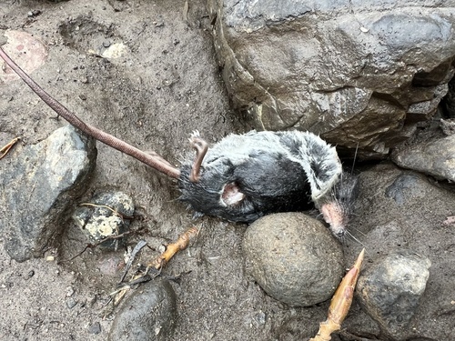 Western Water Shrew