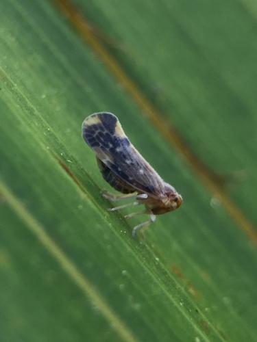 Eocenchrea maorica, 2024-01-31