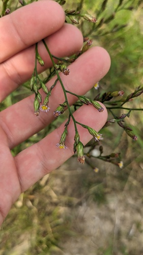 Symphyotrichum subulatum iNat (3)