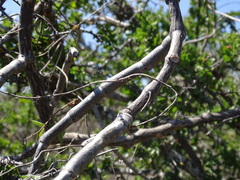 Cissus tiliacea, photograph (c) Alexis López Hernández, some rights reserved (CC BY)