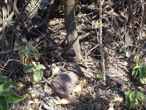 Cissus tiliacea, photograph 3