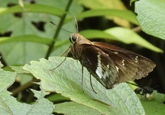 Image of Xeniades orchamus