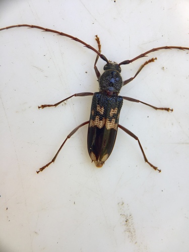 Common Eucalyptus Longhorn photo 2