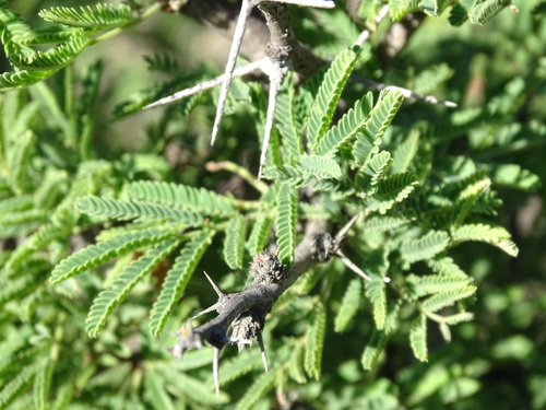 Image of Vachellia schaffneri by (c) Alexis López Hernández, some rights reserved (CC BY)