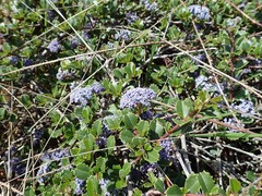 Ceanothus gloriosus