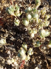 Stylocline gnaphaloides