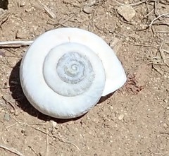 Helminthoglypta arrosa