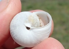 Helminthoglypta arrosa