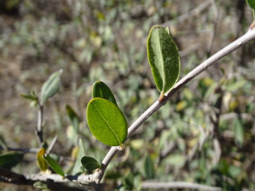 Image of Forestiera Durangensis (Forestiera durangensis) by (c) Alexis López Hernández, some rights reserved (CC BY)