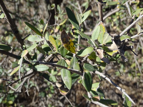 Image of Forestiera Durangensis (Forestiera durangensis) by (c) Alexis López Hernández, some rights reserved (CC BY)