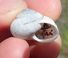 Helminthoglypta arrosa