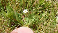 Cryptantha leiocarpa