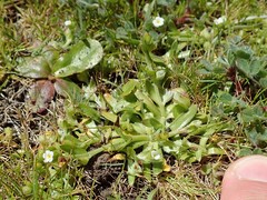 Cryptantha leiocarpa