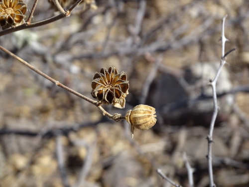 Image of Abutilon reventum by (c) Alexis López Hernández, some rights reserved (CC BY)