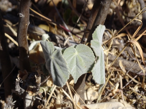 Image of Abutilon reventum by (c) Alexis López Hernández, some rights reserved (CC BY)