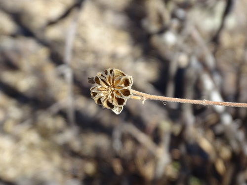 Image of Abutilon reventum by (c) Alexis López Hernández, some rights reserved (CC BY)