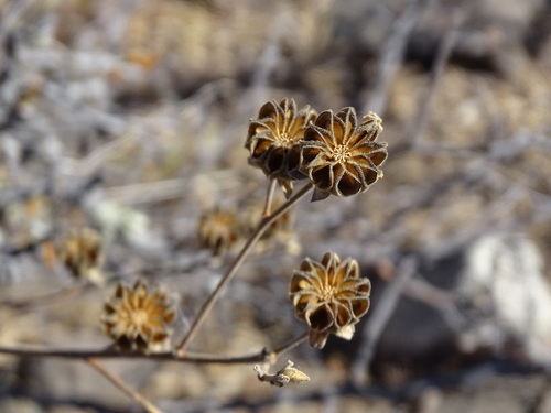 Image of Abutilon reventum by (c) Alexis López Hernández, some rights reserved (CC BY)