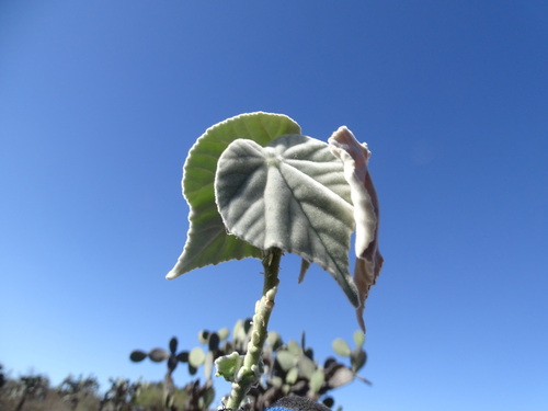 Image of Abutilon reventum by (c) Alexis López Hernández, some rights reserved (CC BY)