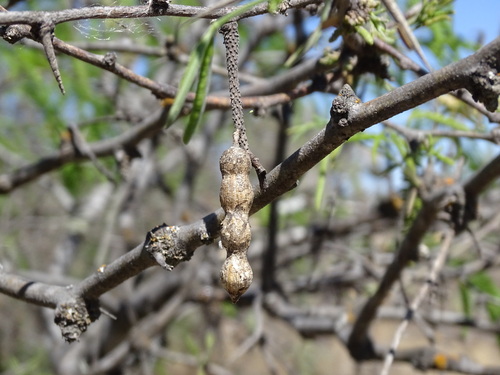 Image of Neltuma laevigata by (c) Alexis López Hernández, some rights reserved (CC BY)