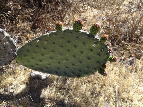 Image of Opuntia lasiacantha by (c) Alexis López Hernández, some rights reserved (CC BY)
