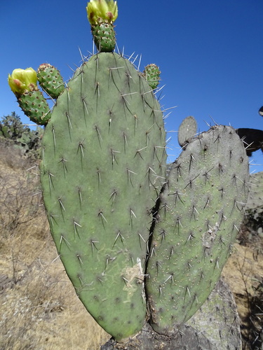 Image of Opuntia lasiacantha by (c) Alexis López Hernández, some rights reserved (CC BY)
