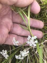 Limnosciadium pumilum