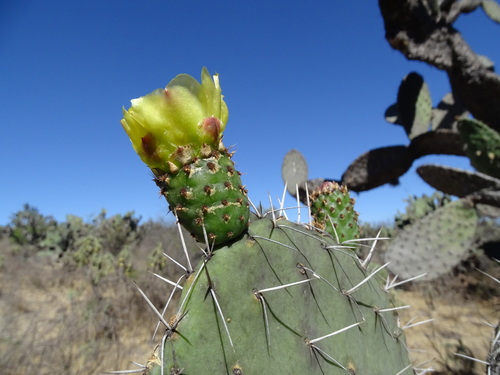 Image of Opuntia lasiacantha by (c) Alexis López Hernández, some rights reserved (CC BY)