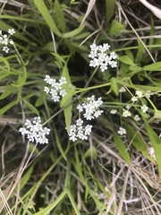 Limnosciadium pumilum